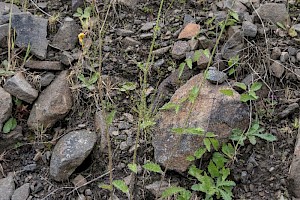 : Hieracium Section Vulgata