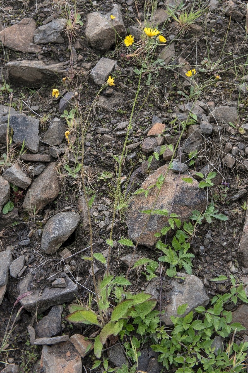 Hieracium Section Vulgata - © Charles Hipkin