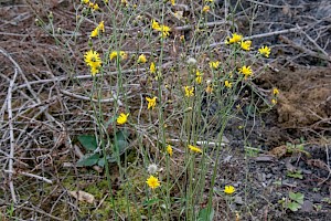 : Hieracium Section Hieracium