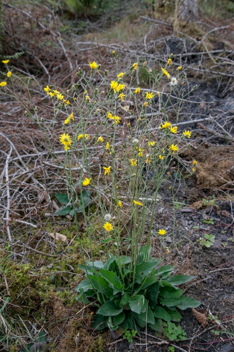 Hieracium Section Hieracium - © Charles Hipkin