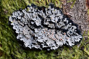 Red-eyed Shingle-lichen: Pannaria rubiginosa