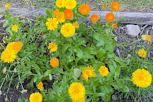 Pot Marigold: Calendula officinalis