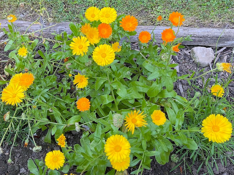 Calendula officinalis - © Charles Hipkin