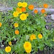 Calendula officinalis