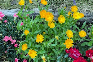 Pot Marigold: Calendula officinalis