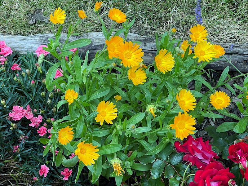 Calendula officinalis - © Charles Hipkin