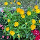 Calendula officinalis