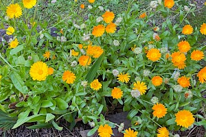 Pot Marigold: Calendula officinalis