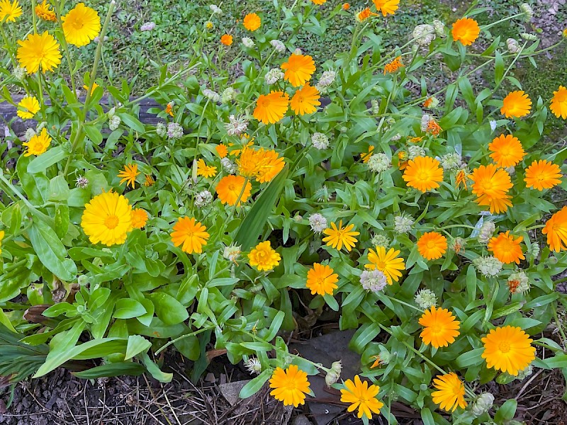 Calendula officinalis - © Charles Hipkin