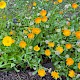 Calendula officinalis