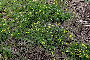 Annual Wall-rocket: Diplotaxis muralis