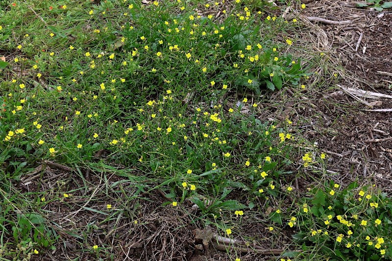 Diplotaxis muralis - © Charles Hipkin