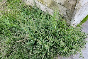 Spear-leaved Orache: Atriplex prostrata