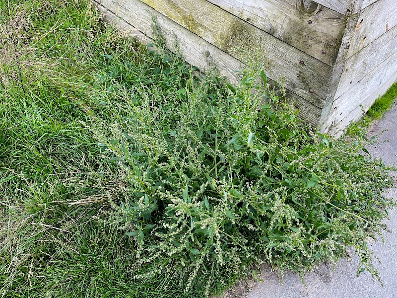 Atriplex prostrata - © Charles Hipkin