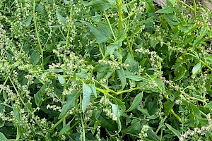 Spear-leaved Orache: Atriplex prostrata