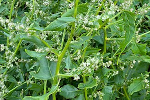 Spear-leaved Orache: Atriplex prostrata