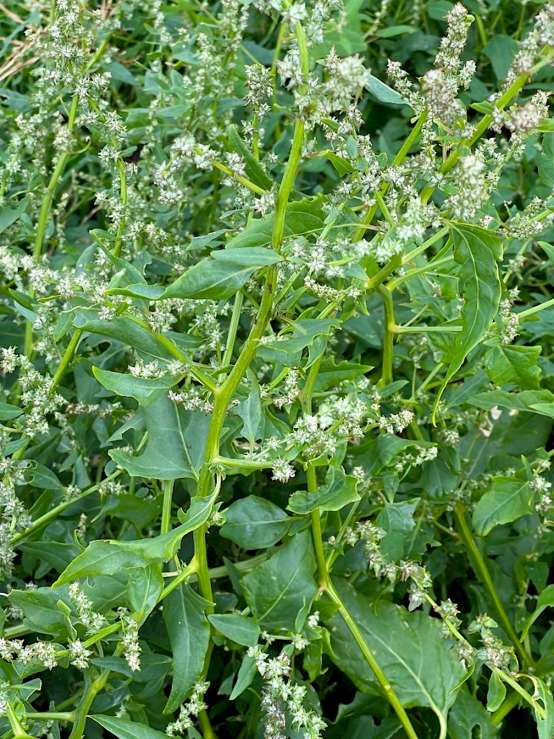 Atriplex prostrata - © Charles Hipkin