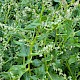 Atriplex prostrata