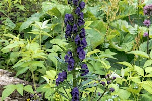 Monk's-hood: Aconitum napellus