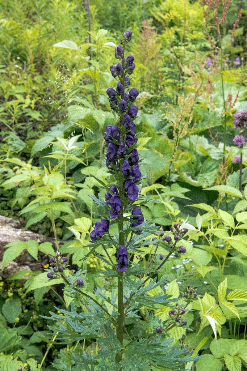 Aconitum napellus - © Charles Hipkin