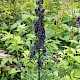 Aconitum napellus