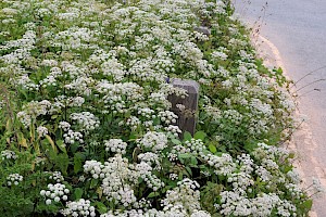 Ground-elder: Aegopodium podagraria