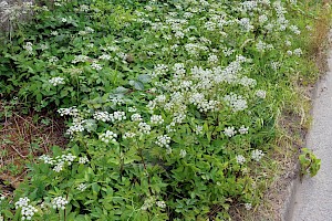 Ground-elder: Aegopodium podagraria