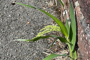 Common Millet: Panicum miliaceum