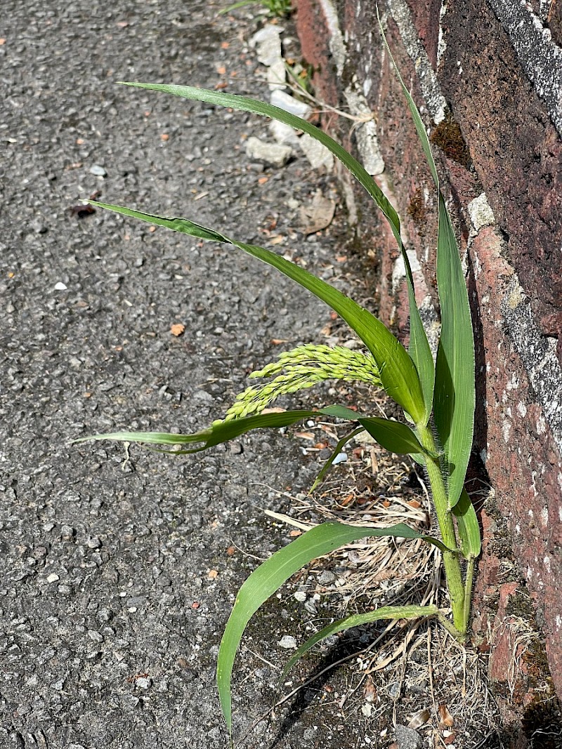 Panicum miliaceum - © Charles Hipkin