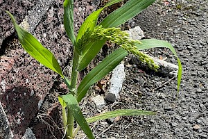 Common Millet: Panicum miliaceum