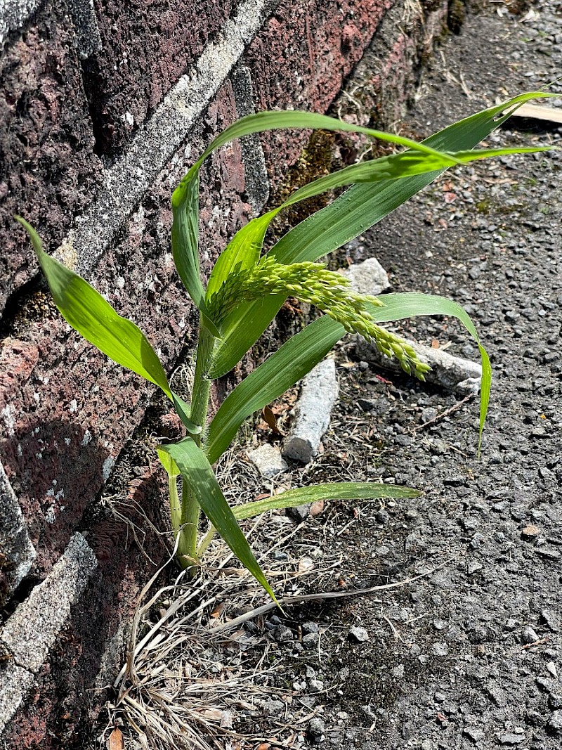 Panicum miliaceum - © Charles Hipkin