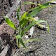 Panicum miliaceum