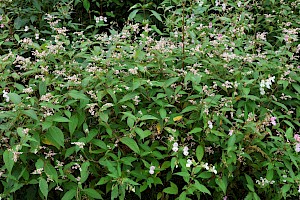 Lesser Knotweed: Persicaria campanulata