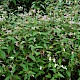 Persicaria campanulata