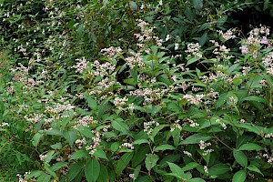 Lesser Knotweed: Persicaria campanulata