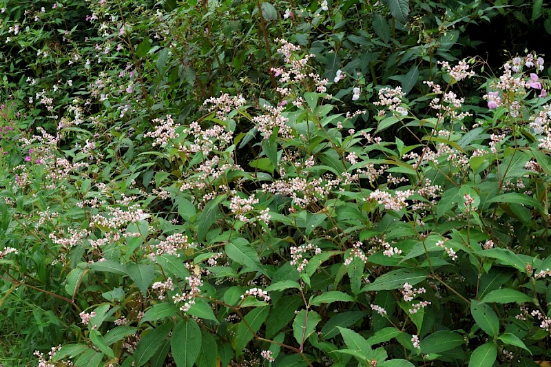 Persicaria campanulata - © Charles Hipkin