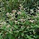 Persicaria campanulata