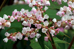 Lesser Knotweed: Persicaria campanulata