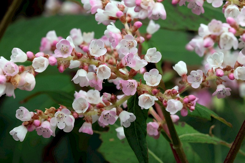 Persicaria campanulata - © Charles Hipkin