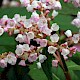 Persicaria campanulata