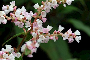 Lesser Knotweed: Persicaria campanulata