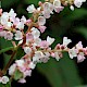 Persicaria campanulata