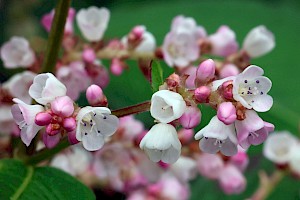 Lesser Knotweed: Persicaria campanulata