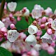 Persicaria campanulata