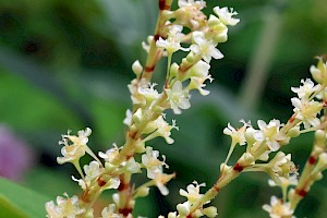 Japanese Knotweed: Fallopia japonica