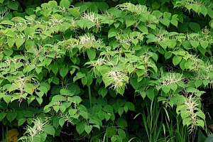 Japanese Knotweed: Fallopia japonica