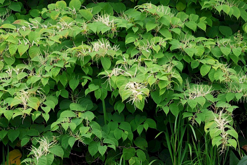 Fallopia japonica