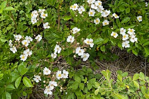 Many-flowered Rose: Rosa multiflora