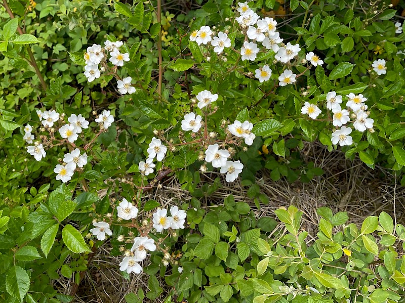 Rosa multiflora