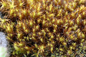 Soft-tufted Beard-moss: Didymodon vinealis